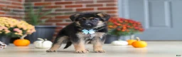 German Shepherd dogs for sale: Miles - Ad 5