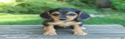 Mixed Breed dogs for sale: Willow - Ad 5