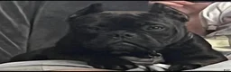 American Bully dogs for sale: Royal - Ad 5