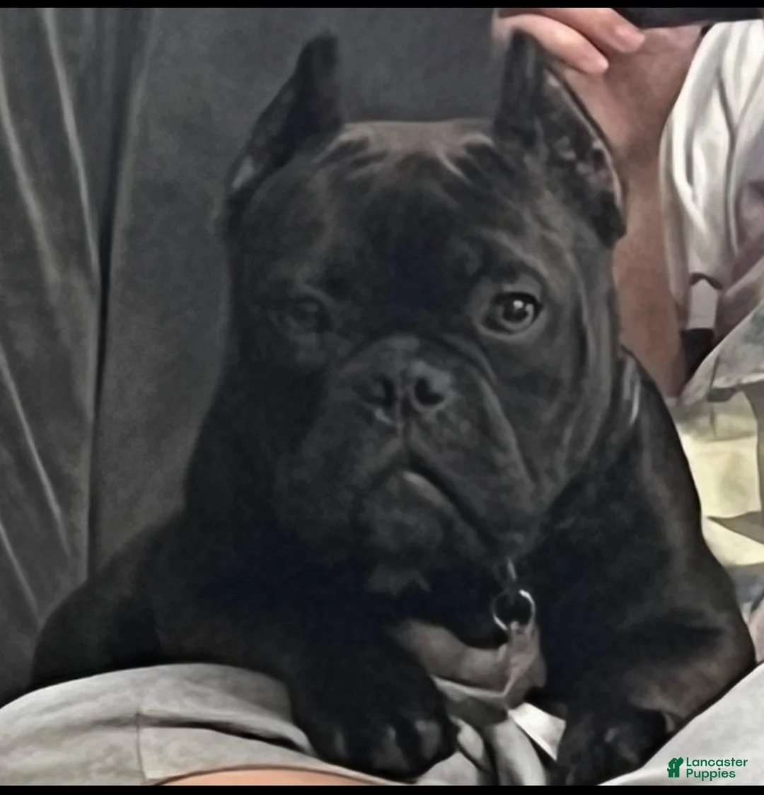 American Bully dogs for sale:  Desert Storm - Ad 2