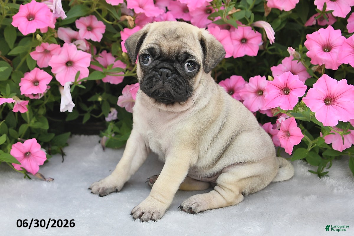 Pug dogs Wendy - Ad 2