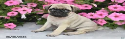 Pug dogs for sale: Wendy - Ad 2