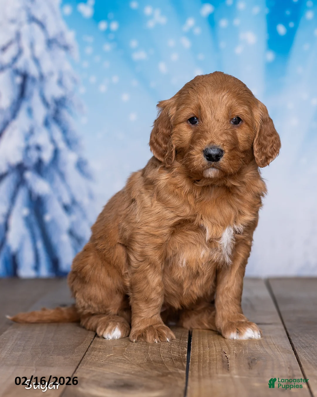 Goldendoodle dogs for sale: Sugar - Ad 1