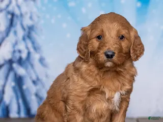 Goldendoodle dogs for sale: Sugar - Ad 3