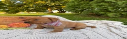 Labrador Retriever dogs for sale: Meadow - Ad 4