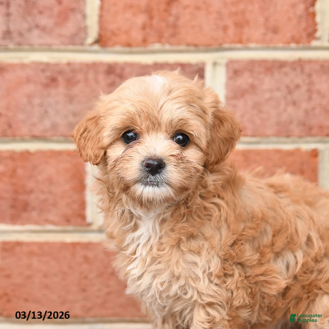 Maltipoo dogs for sale: Mocha - Ad 2