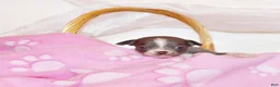 Chihuahua dogs for sale: Poppet - Ad 2