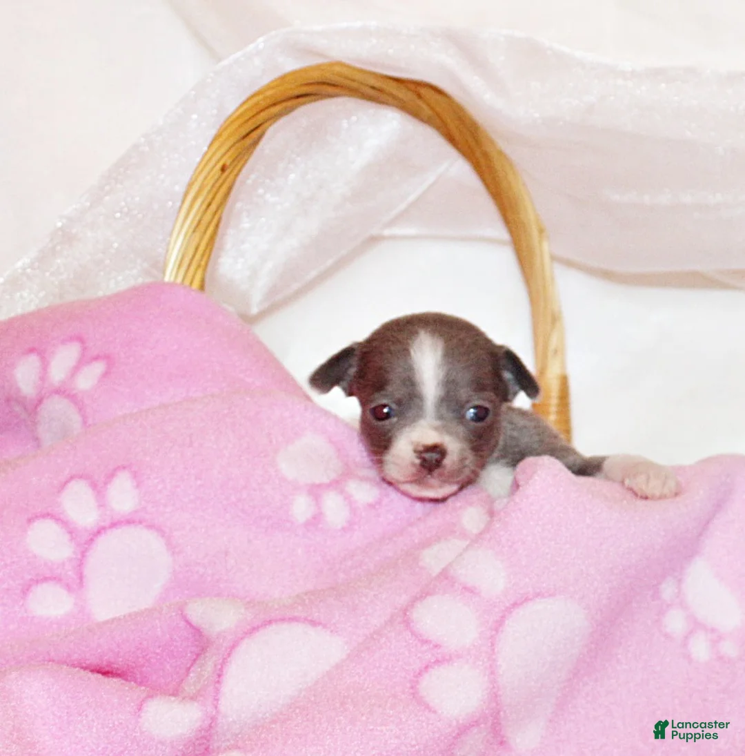 Chihuahua dogs for sale: Poppet - Ad 2