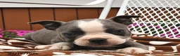 Boston Terrier dogs for sale: Leo  - Ad 2