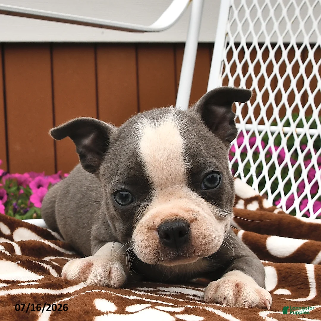 Boston Terrier dogs for sale: Leo  - Ad 2