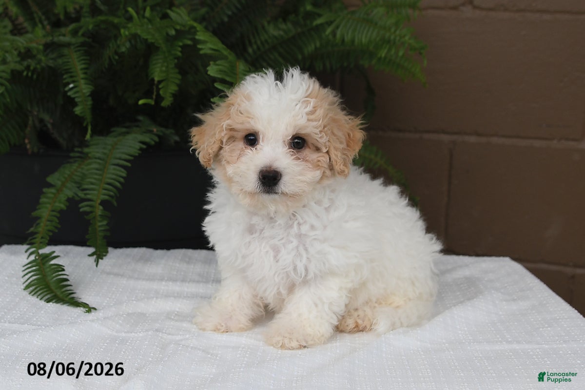 Bichpoo dogs Kari - Ad 1