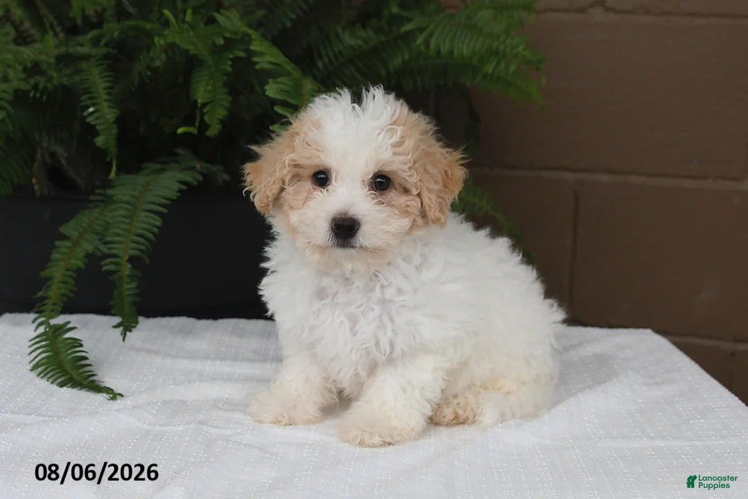 Bichpoo dogs for sale: Kari - Ad 1