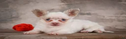 Chihuahua dogs for sale: Charlie - Ad 6