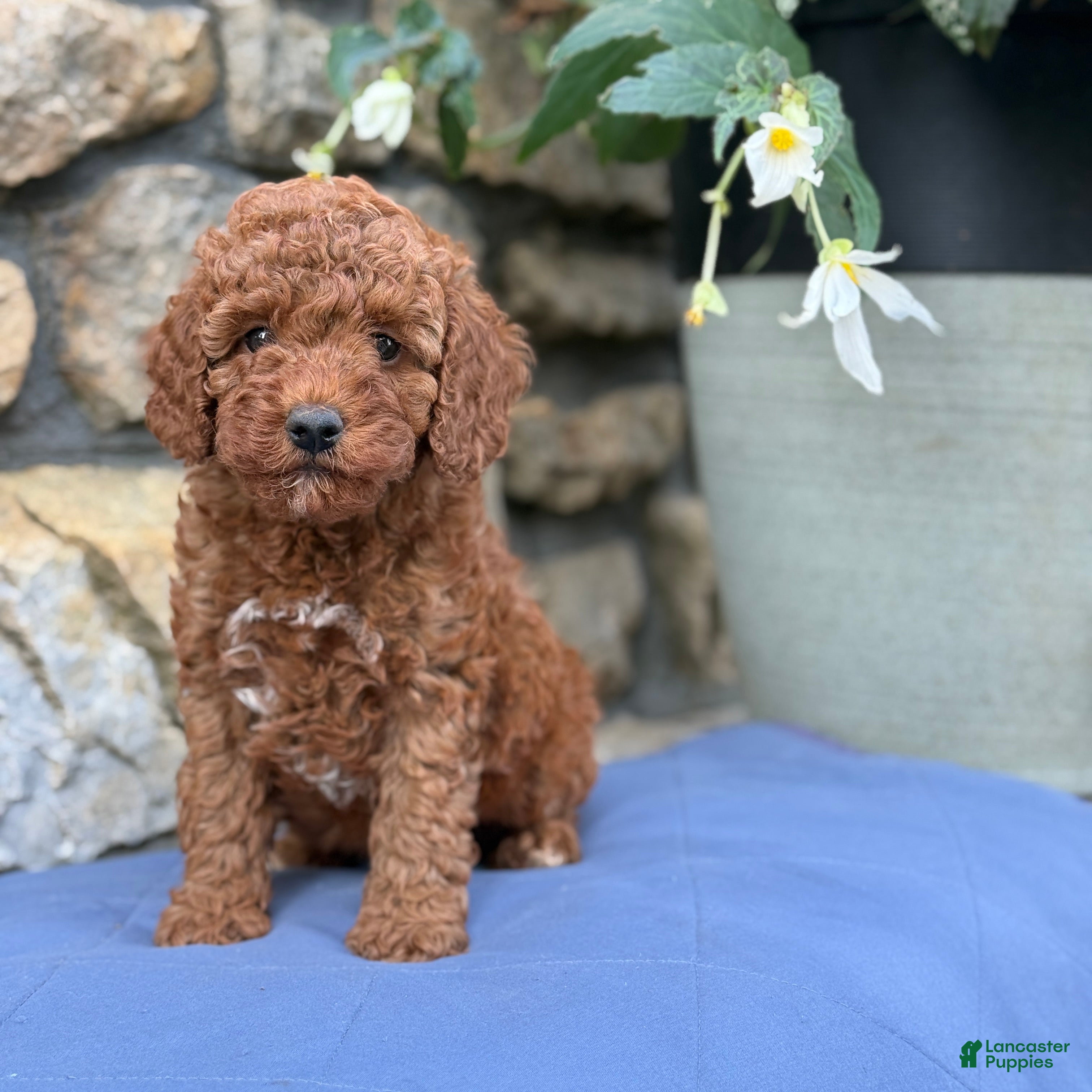 Miniature Poodle dogs Murphy - Ad 1