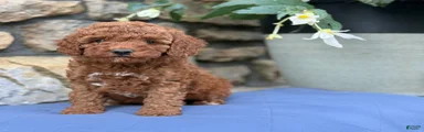 Murphy