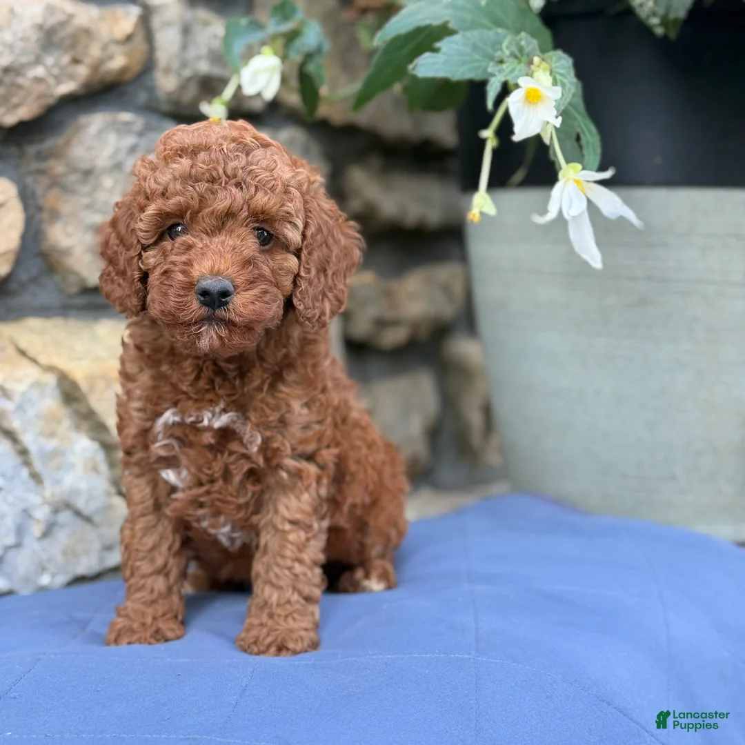 Miniature Poodle dogs for sale: Murphy - Ad 1