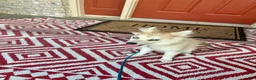 Pomsky dogs for sale: Rocky - Ad 3