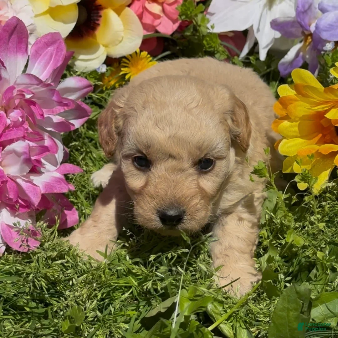 Mini Goldendoodle dogs for sale: Clover  - Ad 2