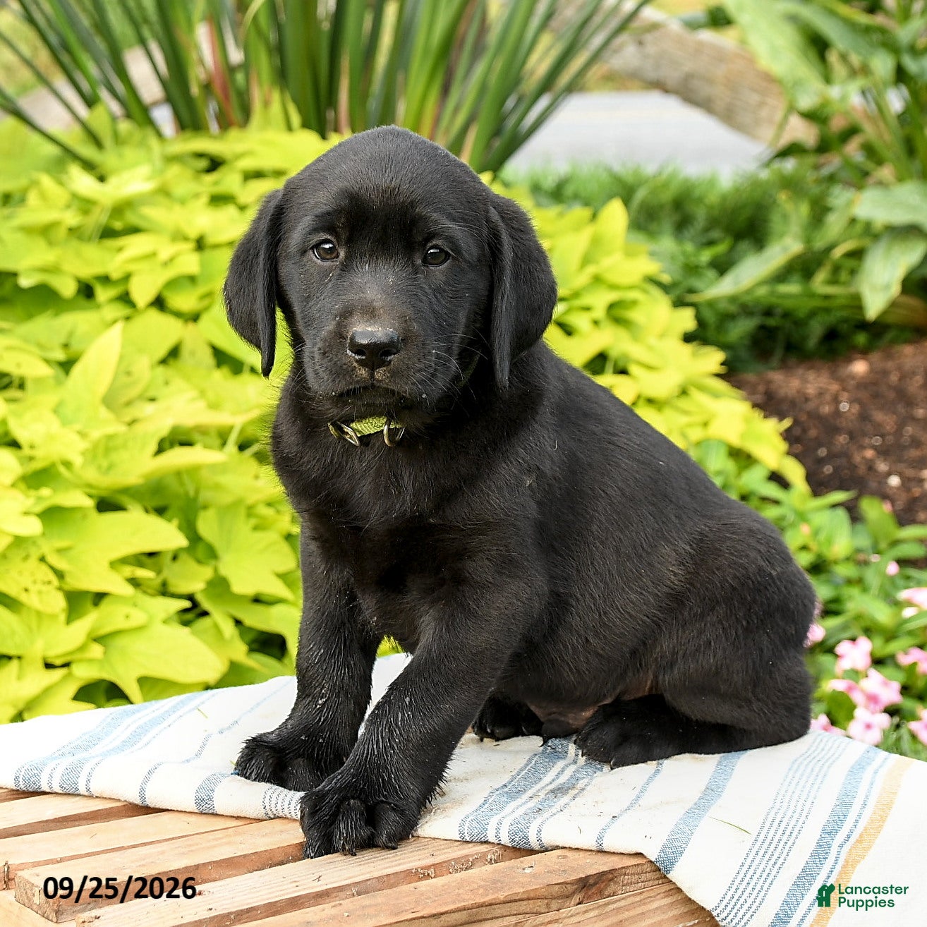 Labrador Retriever dogs Lucas - Ad 1
