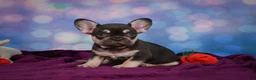 French Bulldog dogs for sale: Debbie - Ad 10