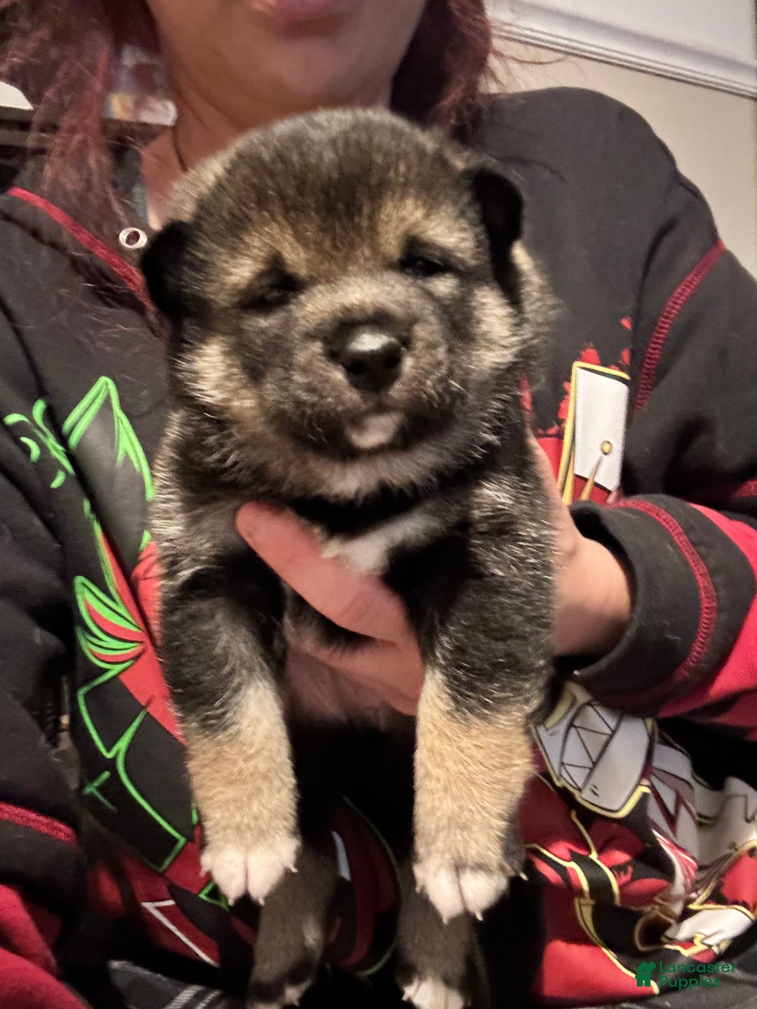 Shiba Inu dogs for sale: Shiba Inu Puppy 1 - Ad 2