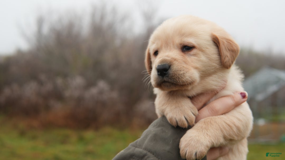 Labrador Retriever dogs for sale: Mark - Ad 2