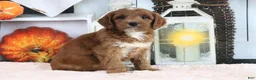 Mini Goldendoodle dogs for sale: Marla - Ad 2