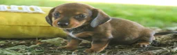 Miniature Dachshund dogs for sale: Joyce Miniature Dachshund  - Ad 4
