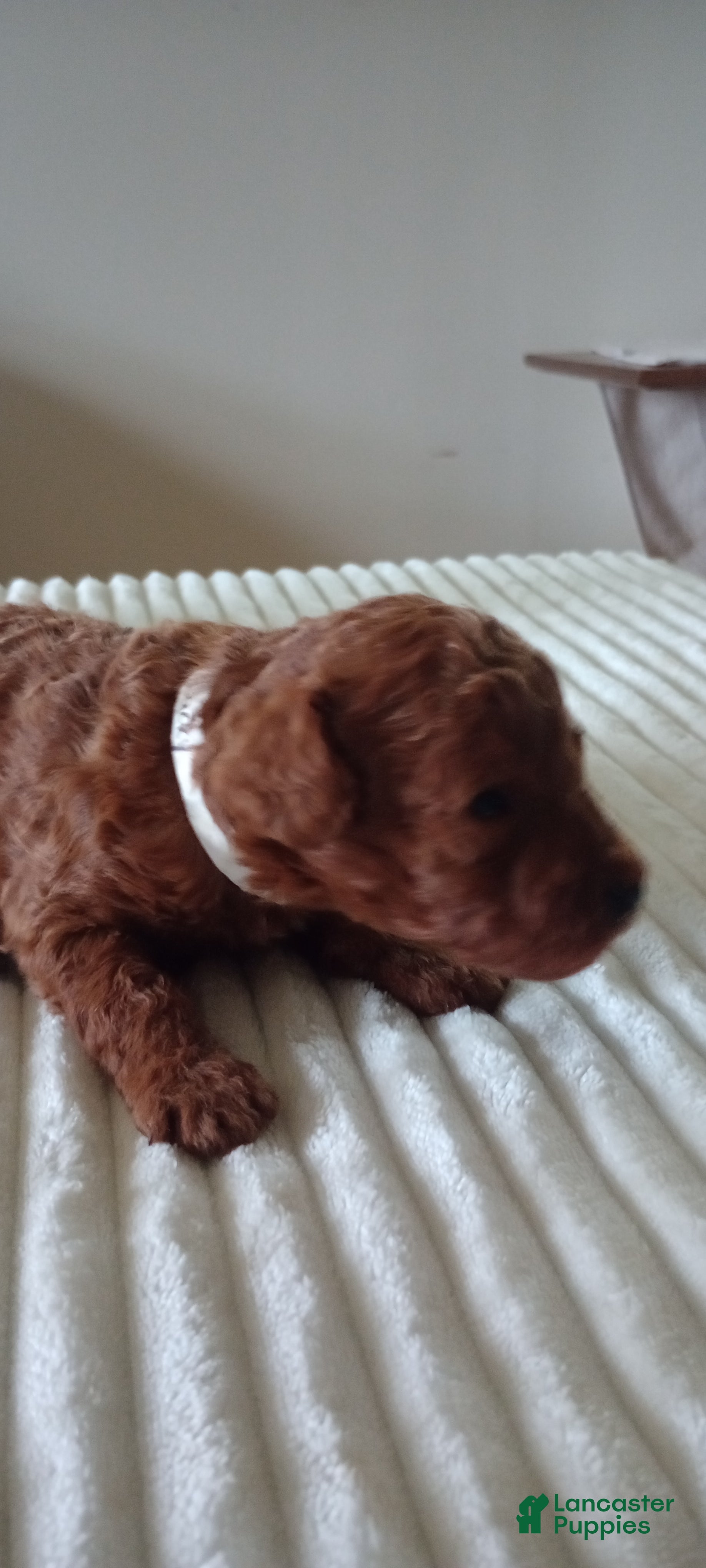 Mini Goldendoodle dogs Mr. Lucky  - Ad 5