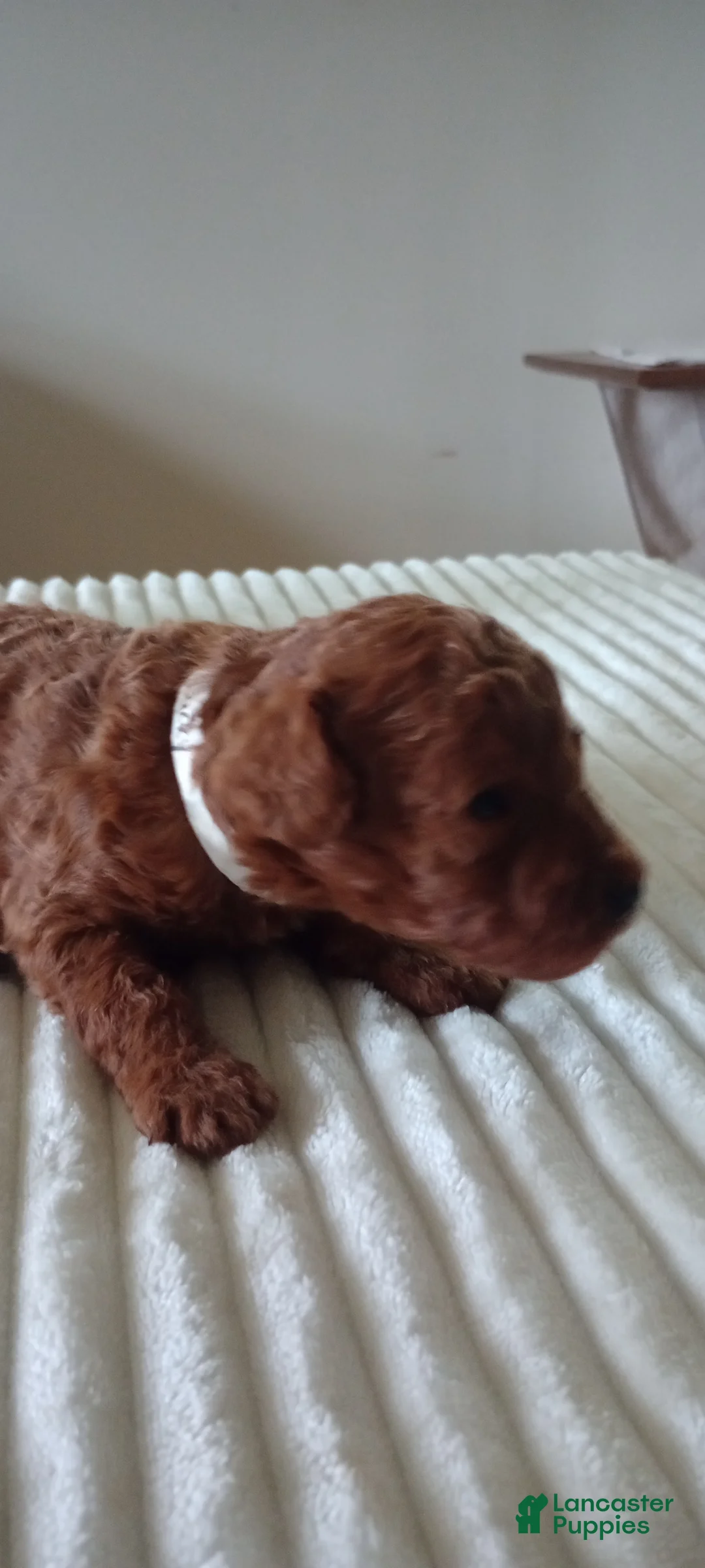 Mini Goldendoodle dogs for sale: Mr. Lucky  - Ad 1