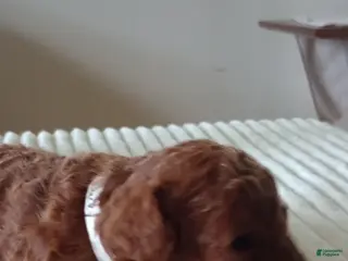 Mini Goldendoodle dogs Mr. Lucky - Ad 5