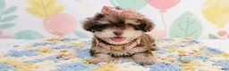 Maltipoo dogs for sale: BABY - Ad 4
