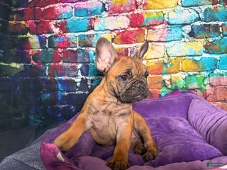 French Bulldog dogs - Ad 37