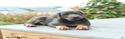 Mixed Breed dogs for sale: Fern - Ad 4