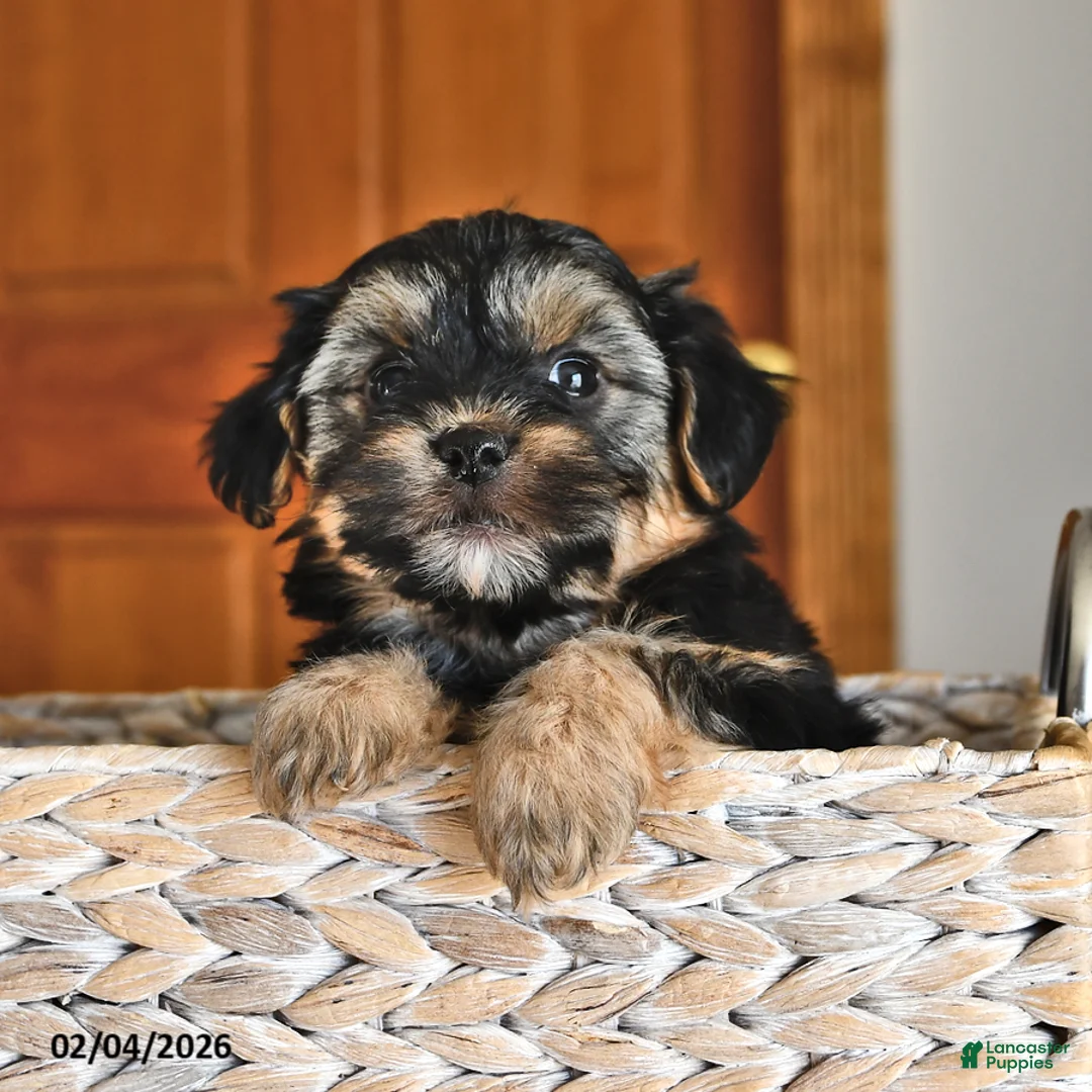 Morkie dogs for sale: Buster - Ad 4