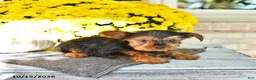 Yorkshire Terrier dogs for sale: Ralph - Ad 3