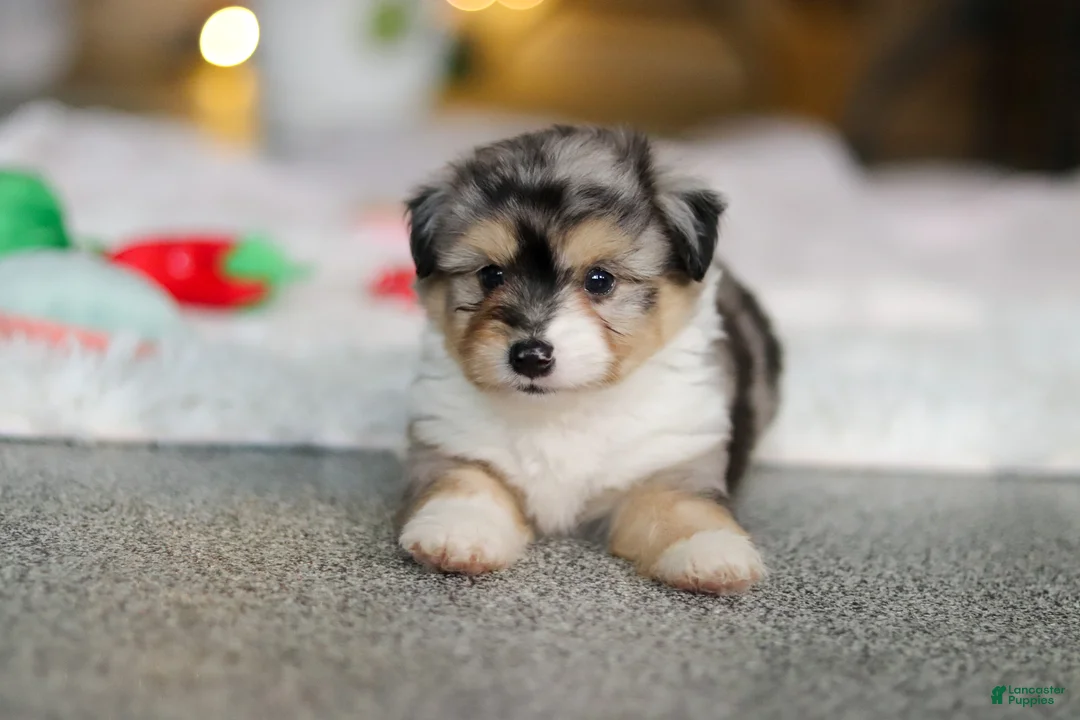 Mixed Breed dogs for sale: Buddy - Ad 7