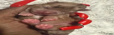 Chihuahua 3