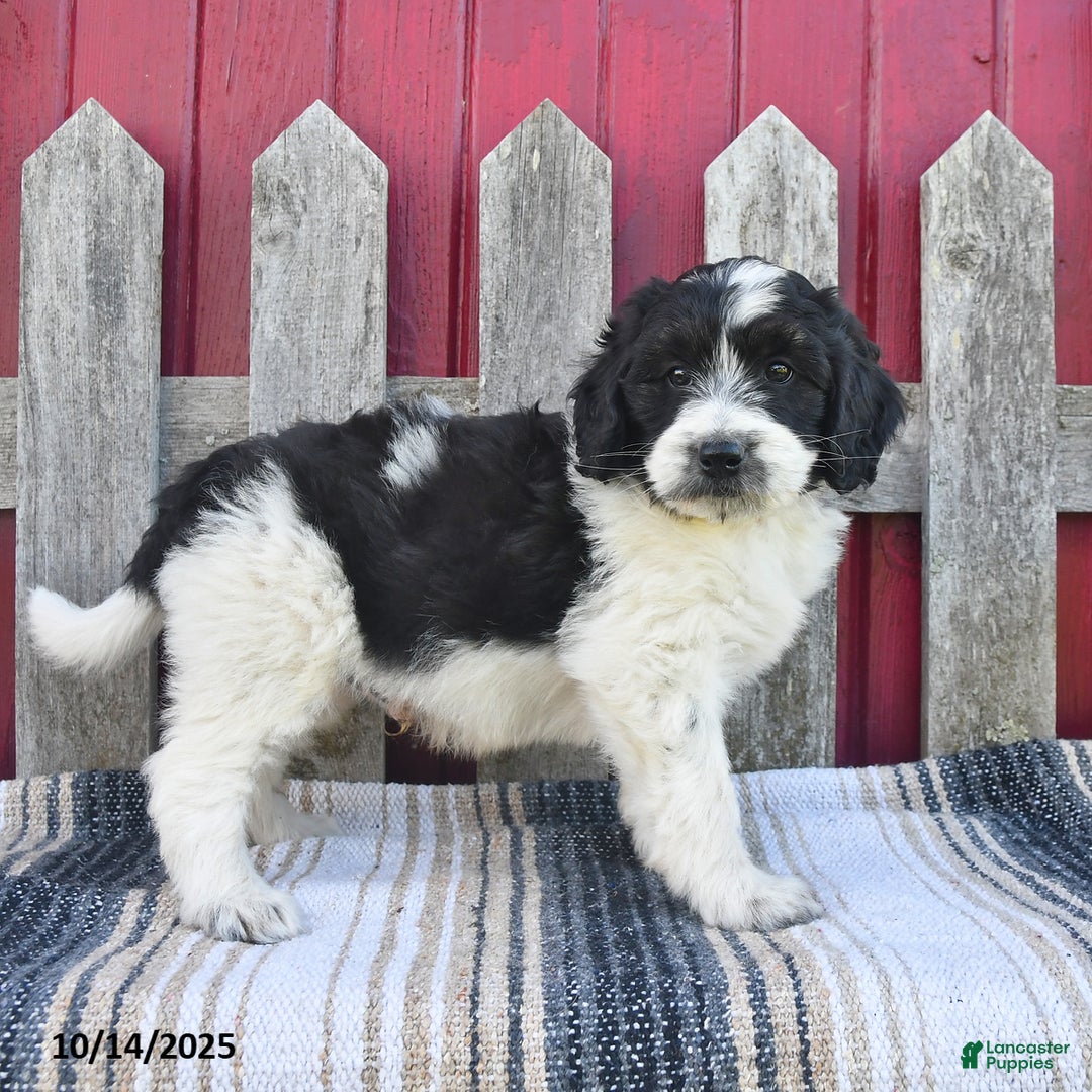 Bernedoodle dogs for sale: Max - Ad 12