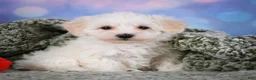 Maltipoo dogs for sale: milo - Ad 12
