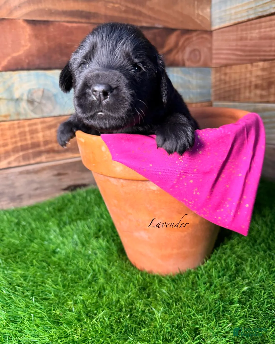 Newfoundland dogs for sale: Lavender - Ad 1