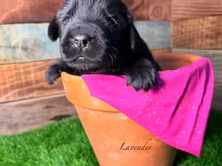 Newfoundland dogs Lavender - Ad 3