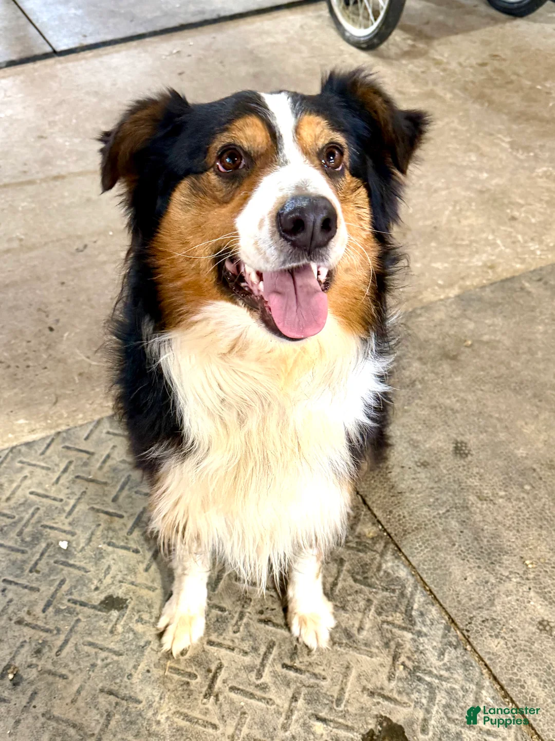 Australian Shepherd dogs for sale: Wrangler - Ad 1