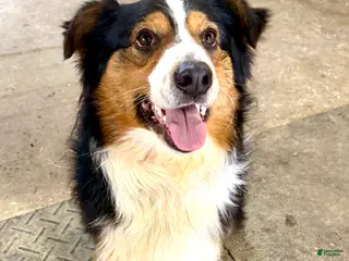 Australian Shepherd dogs Wrangler - Ad 7