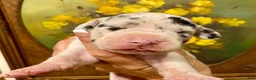 Great Dane dogs for sale: Carbon Creed's Azure Siren 🧜‍♀️ - Ad 7