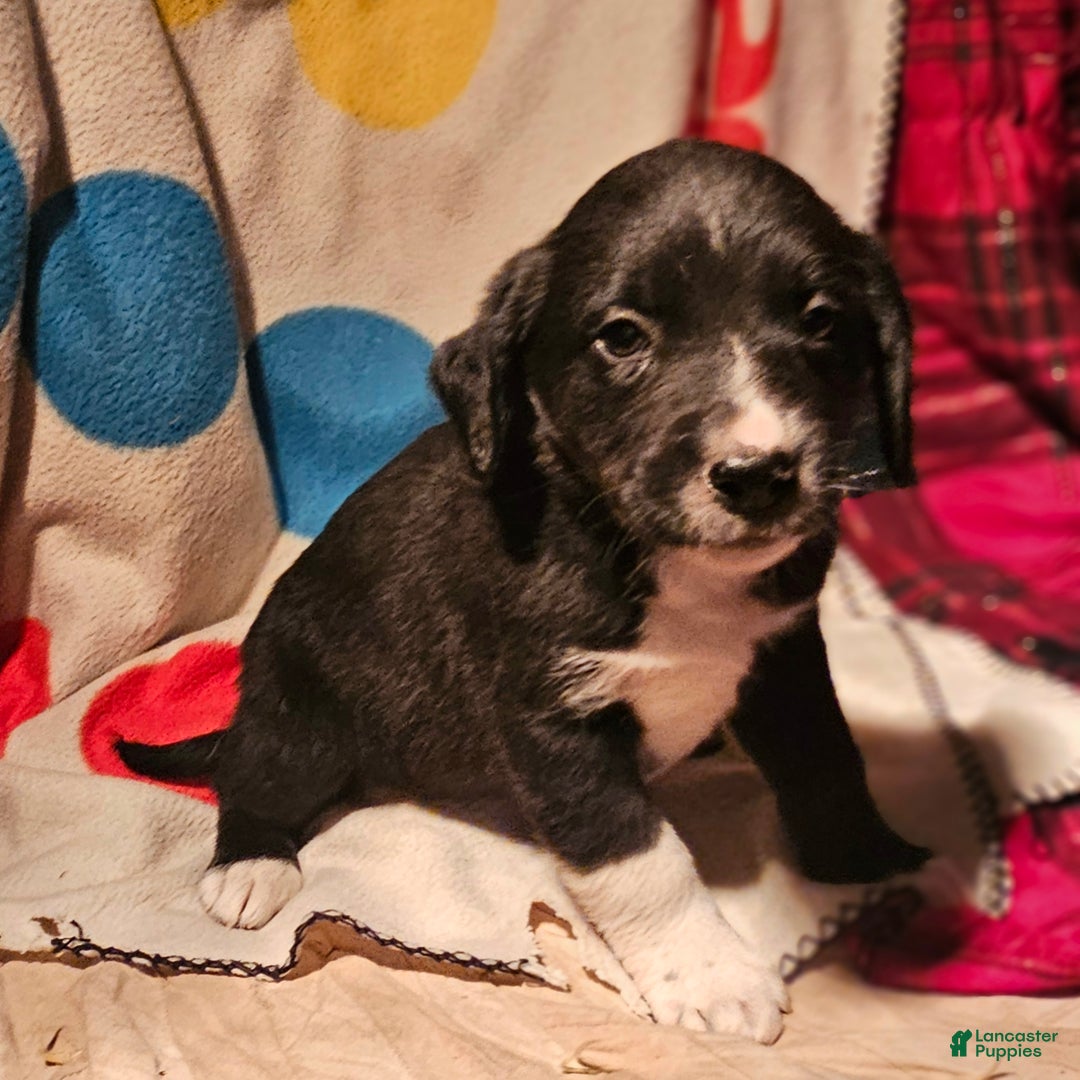 Border Collie dogs for sale: Ice - Ad 4