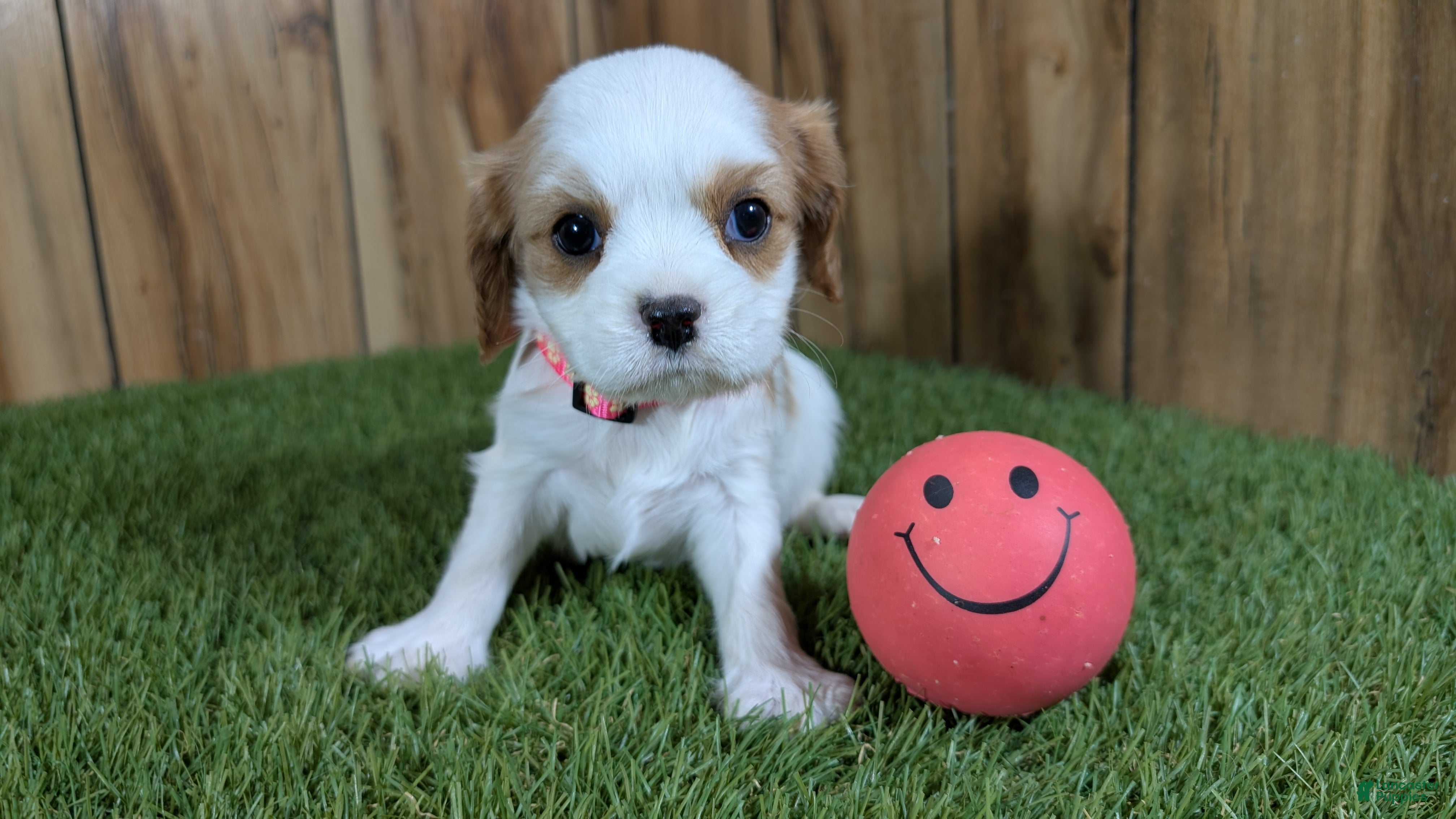 Cavalier King Charles Spaniel dogs Sally Girl 3 - Ad 14