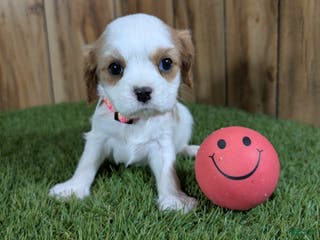 Cavalier King Charles Spaniel dogs Sally Girl 3 - Ad 11