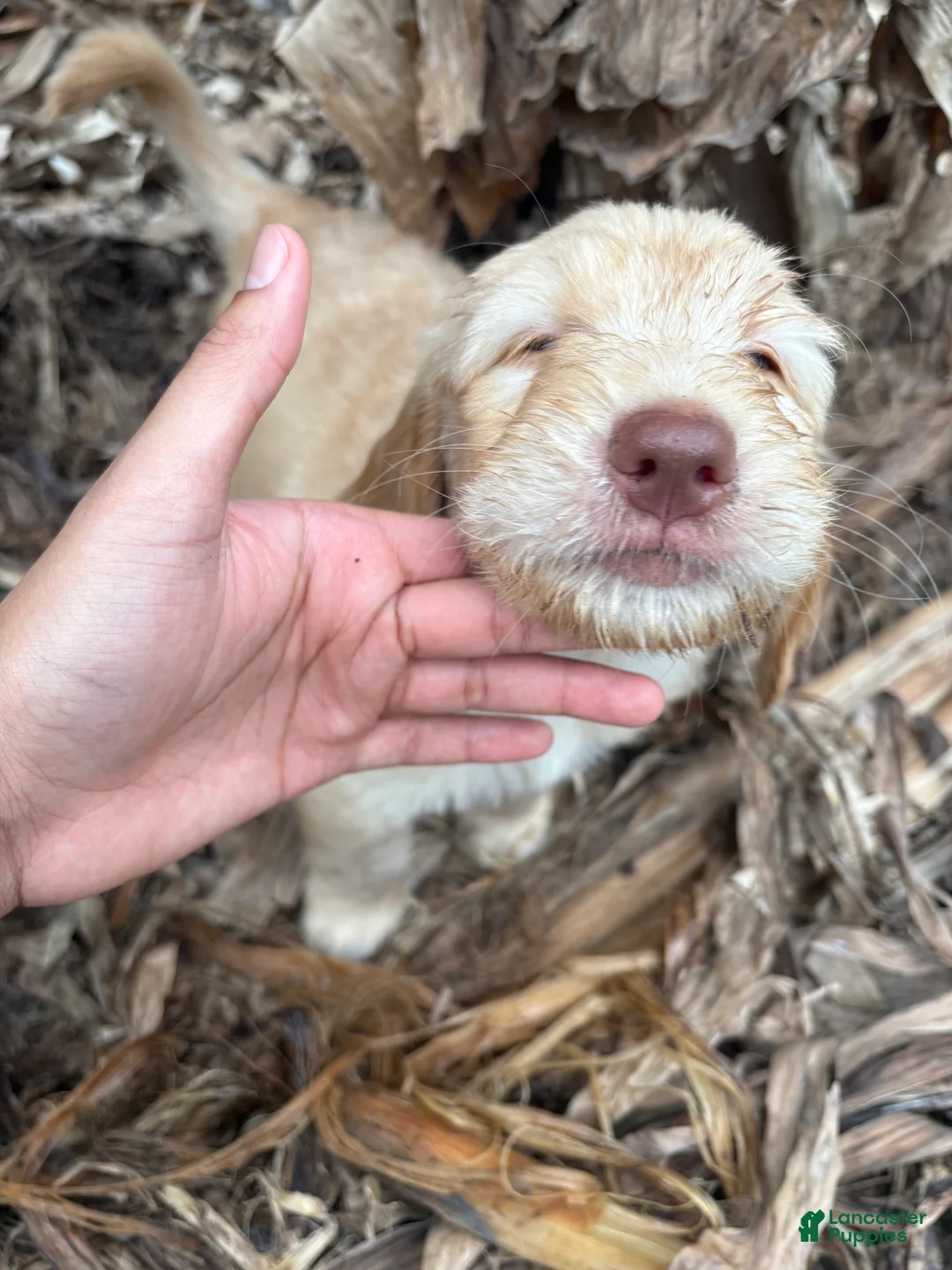 Goldendoodle dogs for sale: Seena - Ad 4
