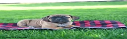 Cane Corso dogs for sale: Ivy - Ad 3